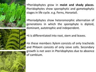 •Pteridophytes grow in moist and shady places.
Pteridophytes show sporophytic and gametophytic
stages in life cycle. e.g. Ferns, Horsetail.
•Pteriodphytes show heteromorphic alternation of
generations in which the sporophyte is diploid,
dominant, autotrophic and independent.
•It is differentiated into root, stem and leaves.
•In these members Xylem consists of only tracheids
and Phloem consists of only sieve cells. Secondary
growth is not seen in Pteridophytes due to absence
of cambium.
 