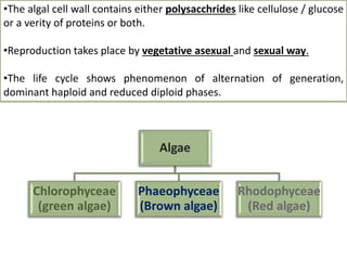 •The algal cell wall contains either polysacchrides like cellulose / glucose
or a verity of proteins or both.
•Reproduction takes place by vegetative asexual and sexual way.
•The life cycle shows phenomenon of alternation of generation,
dominant haploid and reduced diploid phases.
Algae
Chlorophyceae
(green algae)
Phaeophyceae
(Brown algae)
Rhodophyceae
(Red algae)
 