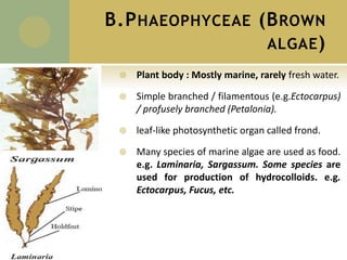 B.PHAEOPHYCEAE (BROWN
ALGAE)
 Plant body : Mostly marine, rarely fresh water.
 Simple branched / filamentous (e.g.Ectocarpus)
/ profusely branched (Petalonia).
 leaf-like photosynthetic organ called frond.
 Many species of marine algae are used as food.
e.g. Laminaria, Sargassum. Some species are
used for production of hydrocolloids. e.g.
Ectocarpus, Fucus, etc.
 