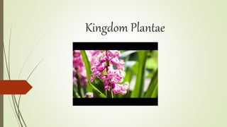 Kingdom Plantae
 