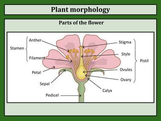 Plantae Diagram