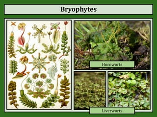 Bryophytes
Hornworts
Liverworts
 