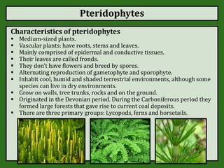 Pteridophytes
Characteristics of pteridophytes
 Medium-sized plants.
 Vascular plants: have roots, stems and leaves.
 Mainly comprised of epidermal and conductive tissues.
 Their leaves are called fronds.
 They don’t have flowers and breed by spores.
 Alternating reproduction of gametophyte and sporophyte.
 Inhabit cool, humid and shaded terrestrial environments, although some
species can live in dry environments.
 Grow on walls, tree trunks, rocks and on the ground.
 Originated in the Devonian period. During the Carboniferous period they
formed large forests that gave rise to current coal deposits.
 There are three primary groups: Lycopods, ferns and horsetails.
 