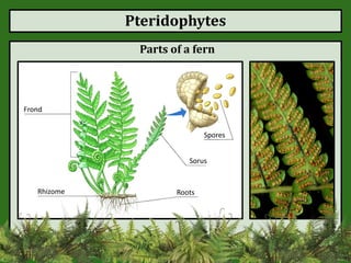 Pteridophytes
Parts of a fern
Rhizome Roots
Sorus
Spores
Frond
 