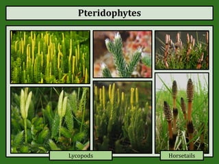 Pteridophytes
Lycopods Horsetails
 