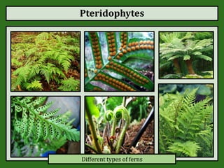 Pteridophytes
Different types of ferns
 