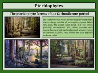 Pteridophytes
The pteridophyte forests of the Carboniferous period
The Carboniferous plants formed huge swamp forests
where a large number of pteridophytes grew. When
they died, the plants sank down into the water,
gradually decomposed and, when covered with
several layers of soil and underneath great pressure
for millions of years, they formed the coal deposits
we know today.
 