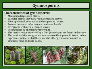 Gymnosperms
Characteristics of gymnosperms
 Medium to large-sized plants.
 Vascular plants: they have roots, stems and leaves.
 Have epidermal, conductive and supporting tissues.
 Possess unisexual inflorescence: male and female.
 Evergreens with needle-shaped leaves.
 Pollination is by anemophily (by wind).
 The seeds are not protected by a fruit (naked) and are found in the cone.
 The most well-known gymnosperms are conifers: pines, fir trees, cedars,
cypresses, junipers… but there are also other gymnosperms such as
gingkoes, yews and sago palms.
 