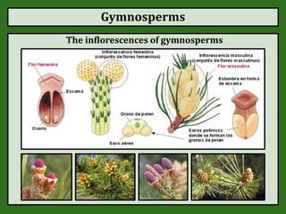 Gymnosperms
The inflorescences of gymnosperms
 