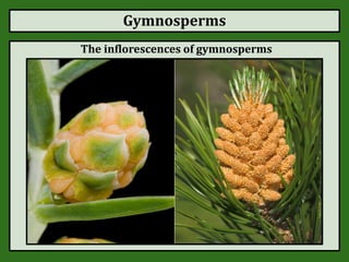 Gymnosperms
The inflorescences of gymnosperms
 