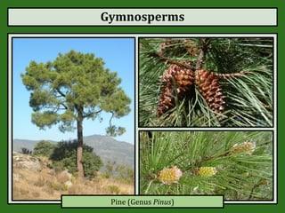 Gymnosperms
Pine (Genus Pinus)
 