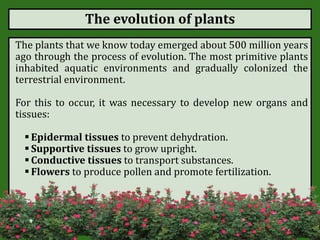 The evolution of plants
The plants that we know today emerged about 500 million years
ago through the process of evolution. The most primitive plants
inhabited aquatic environments and gradually colonized the
terrestrial environment.
For this to occur, it was necessary to develop new organs and
tissues:
 Epidermal tissues to prevent dehydration.
 Supportive tissues to grow upright.
 Conductive tissues to transport substances.
 Flowers to produce pollen and promote fertilization.
 