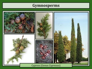 Gymnosperms
Cypress (Genus Cupressus)
 