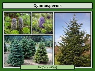 Gymnosperms
Fir (Genus Abies)
 