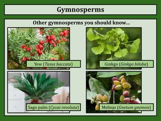 Gymnosperms
Other gymnosperms you should know…
Yew (Taxus baccata) Ginkgo (Ginkgo biloba)
Sago palm (Cycas revoluta) Melinjo (Gnetum gnemon)
 