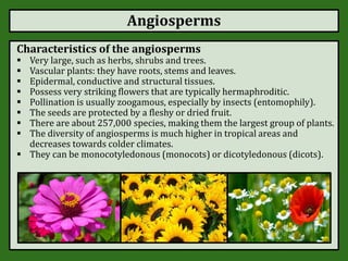 Angiosperms
Characteristics of the angiosperms
 Very large, such as herbs, shrubs and trees.
 Vascular plants: they have roots, stems and leaves.
 Epidermal, conductive and structural tissues.
 Possess very striking flowers that are typically hermaphroditic.
 Pollination is usually zoogamous, especially by insects (entomophily).
 The seeds are protected by a fleshy or dried fruit.
 There are about 257,000 species, making them the largest group of plants.
 The diversity of angiosperms is much higher in tropical areas and
decreases towards colder climates.
 They can be monocotyledonous (monocots) or dicotyledonous (dicots).
 