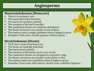 Angiosperms
Monocotyledonous (Monocots)
 There is no primary root.
 The stems don’t have branches.
 The leaves do not have a petiole.
 The venation of the leaf is parallel.
 The conductive tissues are randomly distributed.
 The flower structures are usually in sets of three.
 The embryo emits a single cotyledon when it begins to grow.
 Examples: Palm trees, orchids, grasses, bulbous plants…
Dicotyledonous (Dicots)
 They have a main branching root.
 The stems are typically branched.
 The leaves have a petiole.
 The venation of the leaves can be very varied.
 The conductive tissues are arranged in concentric rings.
 The flower structures are usually in sets of four or five.
 The embryo emits two cotyledons when it begins to grow.
 Examples: Trees (oak, olive, beech), shrubs (rose, camellia), legumes…
 