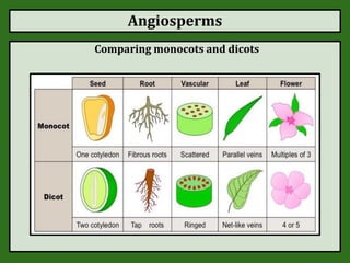 Angiosperms
Comparing monocots and dicots
 