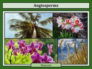 Angiosperms
Monocots
 