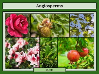 Angiosperms
Dicots
 