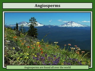 Angiosperms
Angiosperms are found all over the world
 