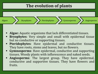 The evolution of plants
 Algae: Aquatic organisms that lack differentiated tissues.
 Bryophytes: Very simple and small with epidermal tissue
but no conductive or supporting tissues.
 Pteridophytes: Have epidermal and conductive tissues.
They have roots, stems and leaves, but no flowers.
 Gymnosperms: Have epidermal, conductive and supporting
tissues. Woody plants with inflorescence and naked seeds.
 Angiosperms: The largest group. They have epidermal,
conductive and supportive tissues. They have flowers and
fruits.
Algaes Bryophytes Pteridophytes Gymnosperms Angiosperms
 