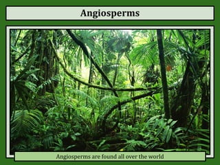 Angiosperms
Angiosperms are found all over the world
 
