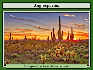 Angiosperms
Angiosperms are found all over the world
 