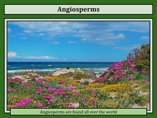 Angiosperms
Angiosperms are found all over the world
 