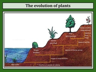 The evolution of plants
 
