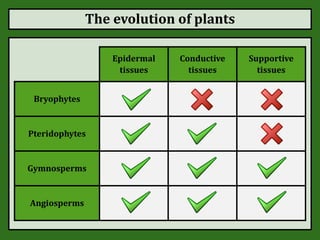 The evolution of plants
Epidermal
tissues
Conductive
tissues
Supportive
tissues
Bryophytes
Pteridophytes
Gymnosperms
Angiosperms
 