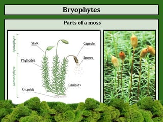 Bryophytes
Parts of a moss
Stalk
Phyllodes
Rhizoids
Capsule
Spores
Cauloids
gametophyte
SporophyteGametophyte
 