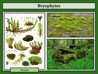 Bryophytes
Mosses
 