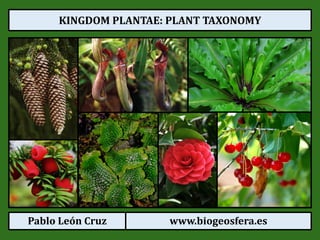 Pablo León Cruz www.biogeosfera.es
KINGDOM PLANTAE: PLANT TAXONOMY
 