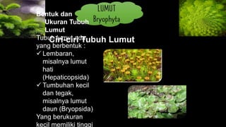 Bentuk dan
Ukuran Tubuh
Lumut
Tubuh lumut ada
yang berbentuk :
 Lembaran,
misalnya lumut
hati
(Hepaticopsida)
 Tumbuhan kecil
dan tegak,
misalnya lumut
daun (Bryopsida)
Yang berukuran
kecil memiliki tinggi
Ciri-ciri Tubuh Lumut
 