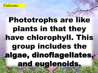 Elaborate:
Phototrophs are like
plants in that they
have chlorophyll. This
group includes the
algae, dinoflagellates,
and euglenoids.
 