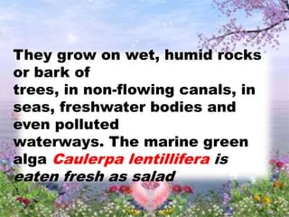 They grow on wet, humid rocks
or bark of
trees, in non-flowing canals, in
seas, freshwater bodies and
even polluted
waterways. The marine green
alga Caulerpa lentillifera is
eaten fresh as salad
 