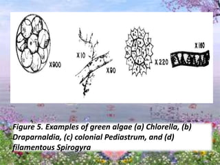 Figure 5. Examples of green algae (a) Chlorella, (b)
Draparnaldia, (c) colonial Pediastrum, and (d)
filamentous Spirogyra
 