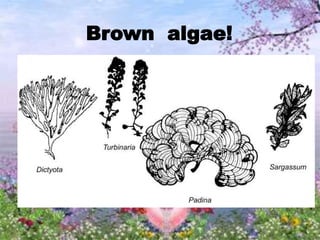 Brown algae!
 