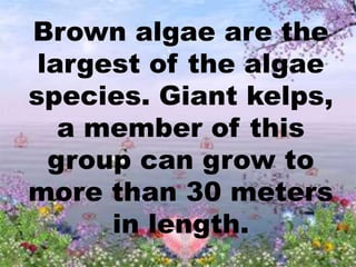 Brown algae are the
largest of the algae
species. Giant kelps,
a member of this
group can grow to
more than 30 meters
in length.
 