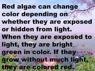 Red algae can change
color depending on
whether they are exposed
or hidden from light.
When they are exposed to
light, they are bright
green in color. If they
grow without much light,
they are colored red.
 