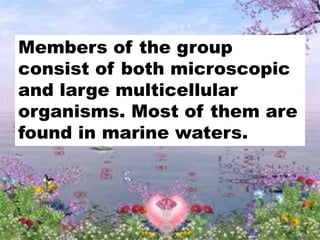 Members of the group
consist of both microscopic
and large multicellular
organisms. Most of them are
found in marine waters.
 