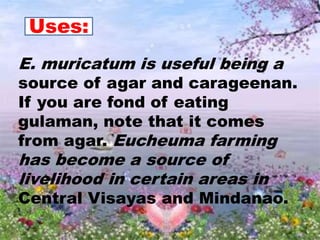 E. muricatum is useful being a
source of agar and carageenan.
If you are fond of eating
gulaman, note that it comes
from agar. Eucheuma farming
has become a source of
livelihood in certain areas in
Central Visayas and Mindanao.
Uses:
 
