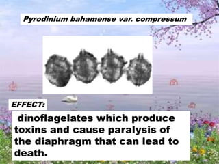 Pyrodinium bahamense var. compressum
EFFECT:
dinoflagelates which produce
toxins and cause paralysis of
the diaphragm that can lead to
death.
 