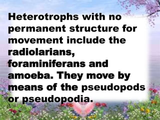 Heterotrophs with no
permanent structure for
movement include the
radiolarians,
foraminiferans and
amoeba. They move by
means of the pseudopods
or pseudopodia.
 