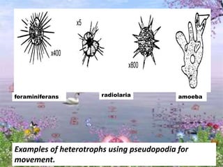 Examples of heterotrophs using pseudopodia for
movement.
foraminiferans radiolaria amoeba
 