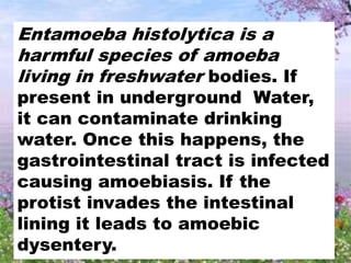 Entamoeba histolytica is a
harmful species of amoeba
living in freshwater bodies. If
present in underground Water,
it can contaminate drinking
water. Once this happens, the
gastrointestinal tract is infected
causing amoebiasis. If the
protist invades the intestinal
lining it leads to amoebic
dysentery.
 