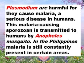 Plasmodium are harmful for
they cause malaria, a
serious disease in humans.
This malaria-causing
sporozoan is transmitted to
humans by Anopheles
mosquito. In the Philippines
malaria is still constantly
present in certain areas.
 