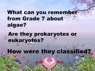 What can you remember
from Grade 7 about
algae?
Are they prokaryotes or
eukaryotes?
How were they classified?
 