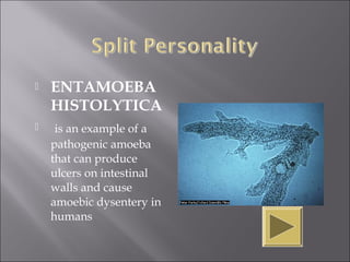    ENTAMOEBA
    HISTOLYTICA
    is an example of a
    pathogenic amoeba
    that can produce
    ulcers on intestinal
    walls and cause
    amoebic dysentery in
    humans
 